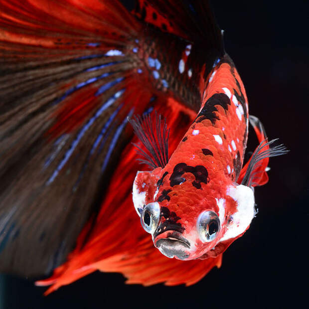 The Elegant And Fantastic Poses Of Aquarium Fish Captured By A Thai Photographer