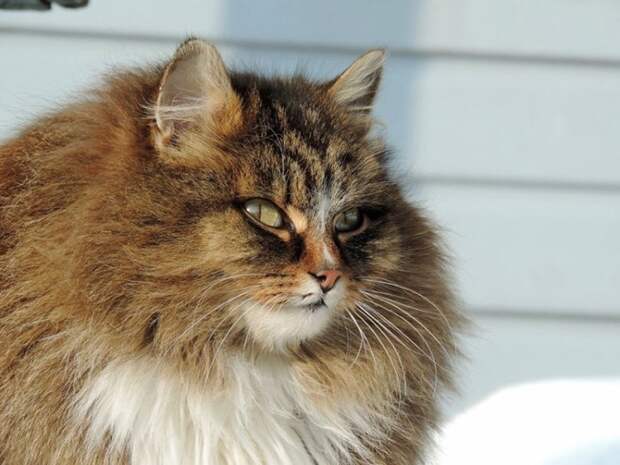 Как живет Котоляндия: Сибирские коты покорили Интернет