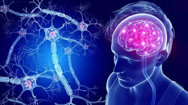 Открыты новые нейроны в головном мозге, отвечающие за потерю памяти