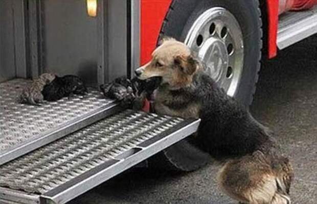 Животные тоже совершают геройские поступки - собака спасла всех своих щенков из пожара, и бережно перенесла их в пожарную машину герои, животные, несчастный случай, опасность, спасатели, спасение, уважение, фото