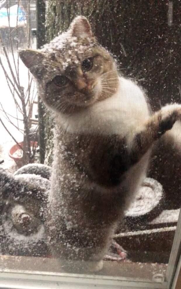 помощь кошке кошка за окном
