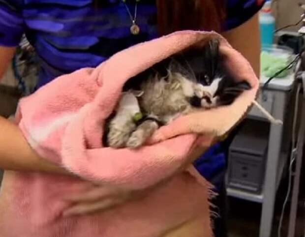 Котенок укутанный Котенок в полотенце