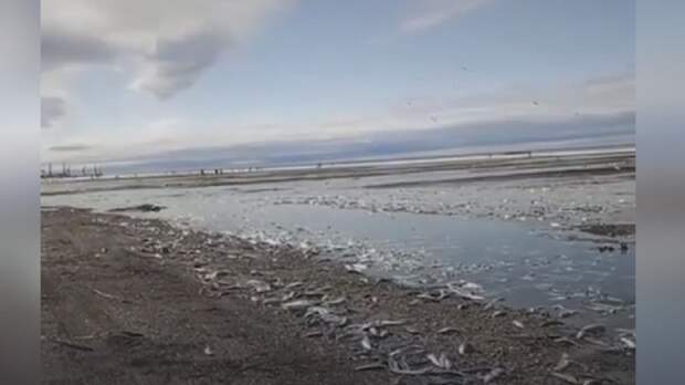 Жители Сахалина голыми руками собирают рыбу из-за селедочного апокалипсиса