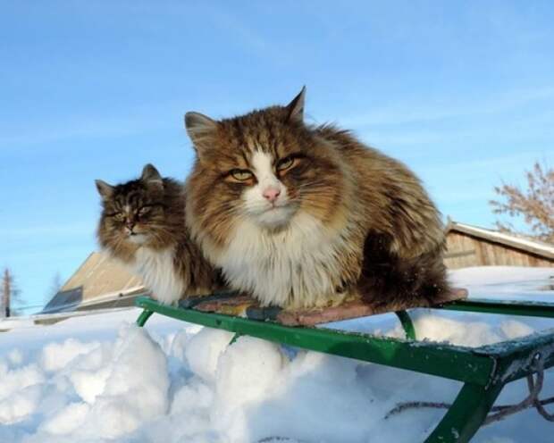 Кошландия — огромная семья сибирских кошек, живущая в Барнауле барнаул, домашний питомец, животные, кошка, семья, сибирь