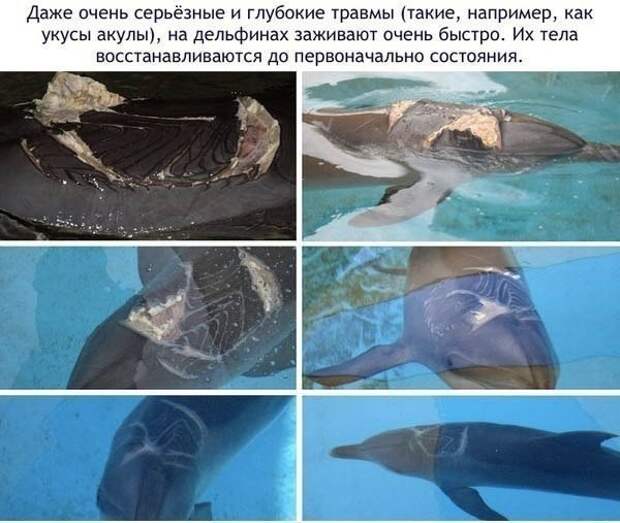 Малоизвестные и удивительные факты о дельфинах Малоизвестные и удивительные факты о дельфинах