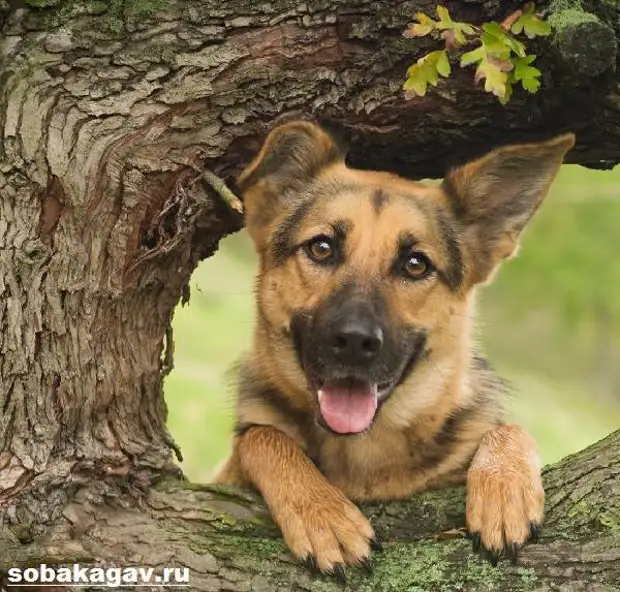 Немецкая овчарка собака. Описание, особенности, уход и цена немецкой овчарки
