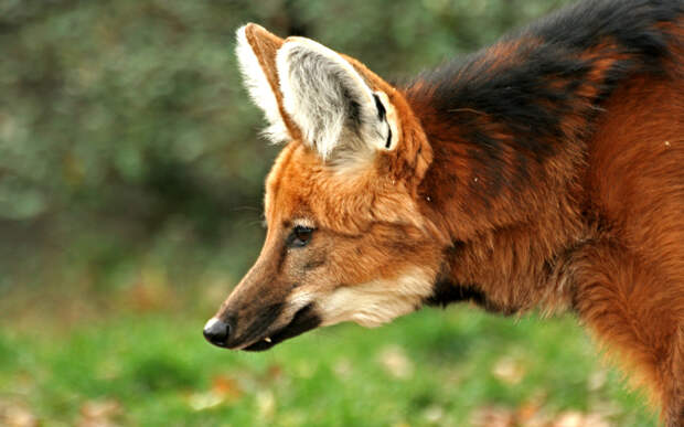Гривистый волк: странное животное с головой лисицы и очень длинными ногами