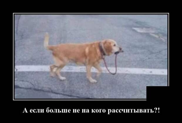 Демотиватор про выгул собаки