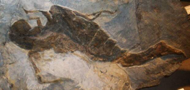 Окаменелости крупных ракоскорпионов (верхний именно - Jaekelopterus Rhenaniae) Окаменелости крупных ракоскорпионов (верхний именно - Jaekelopterus Rhenaniae) интересно, наука, окаменелости, палеонтология