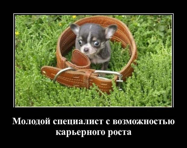 Демотиваторы 2020 – новые прикольные фото, анекдоты, шутки на ...