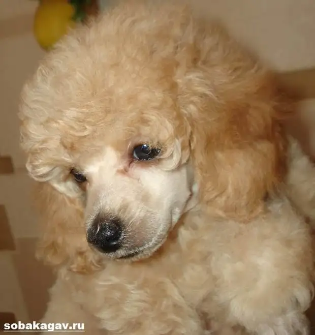 Карликовый пудель собака. Описание, особенности, уход и цена карликового пуделя