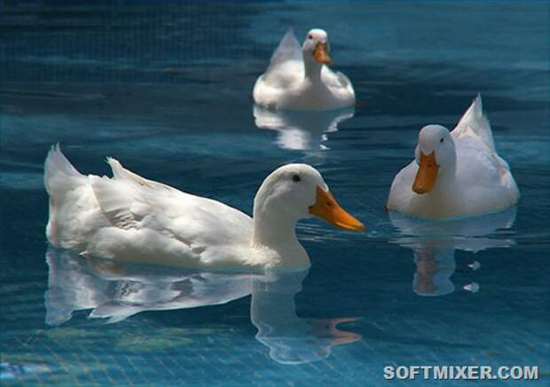 clip_image012