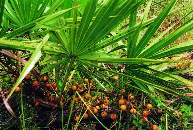 Saw palmetto - экзотический фрукт, предотвращающий выпадение волос