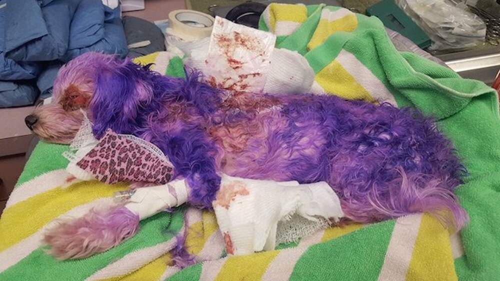 Собака съела краску для волос