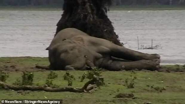 Видео: слоны прощаются с погибшим вожаком вожак, животные, прощание, слон, слоны, стадо, церемония прощания, шри-ланка