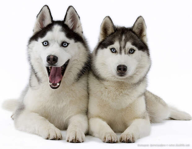 И снова о сибирском Хаски - самой красивой собаке на планете!