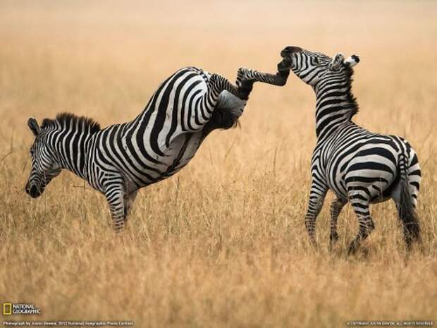 Коллекция лучших фотографий от National Geographic (ноябрь 2012)