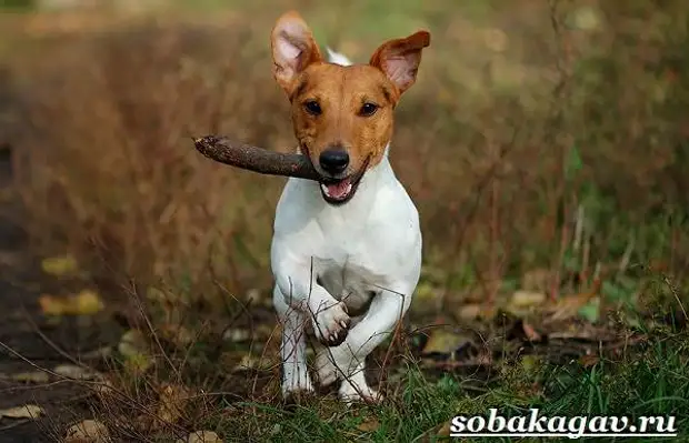 Джек Рассел терьер собака. Описание, особенности, уход и цена Джек Рассел терьера