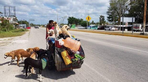 49-летний мужик 5 лет колесит по Мексике, спасая бездомных собак