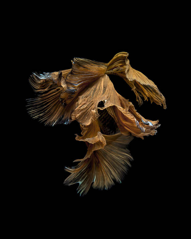 The Elegant And Fantastic Poses Of Aquarium Fish Captured By A Thai Photographer