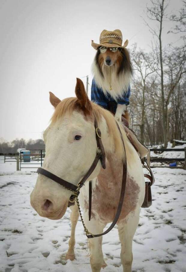 Прикольные картинки
