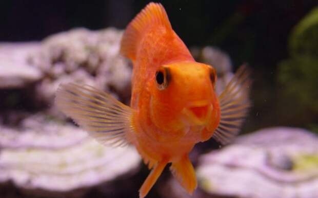 золотая рыбка