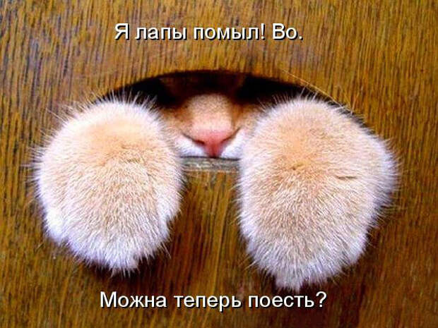 Веселая ФотоКошкоПодборка (26 фото)