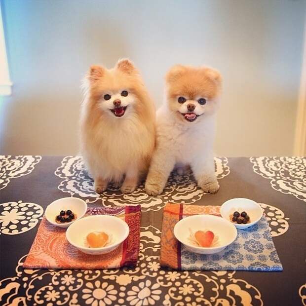 Бу и Бадди, Boo Buddy, милые собаки, померанский шпиц