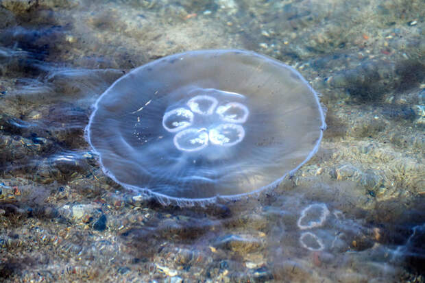 Врач Неронов: в море стоит опасаться медуз и морских ежей