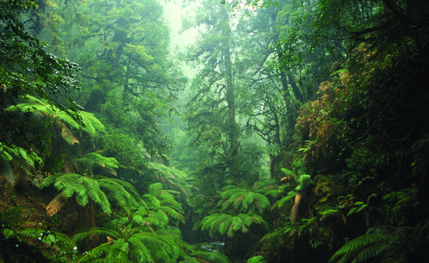 Древнейшие леса мира
