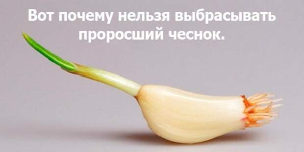 proroshiy-chesnok