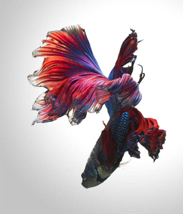 The Elegant And Fantastic Poses Of Aquarium Fish Captured By A Thai Photographer