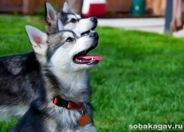 Аляскинский кли кай собака. Описание, особенности, уход и цена аляскинского кли кая
