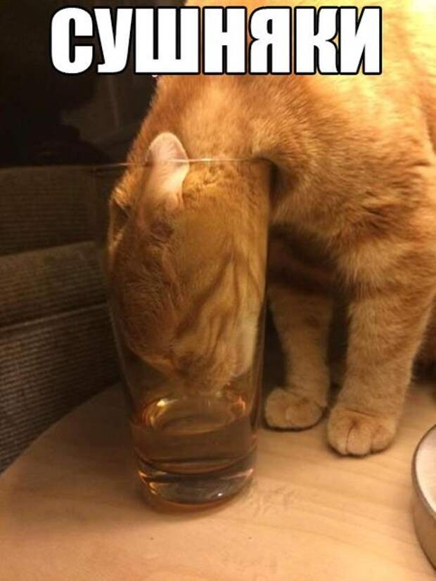 Новогодние приколы