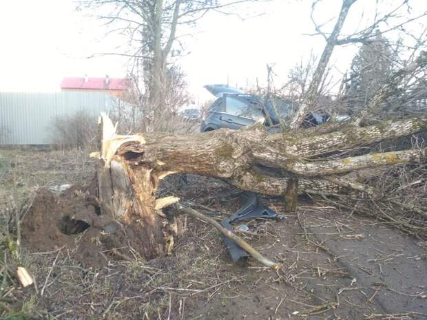 В ДТП на трассе М-10 в Тверской области погибли два водителя