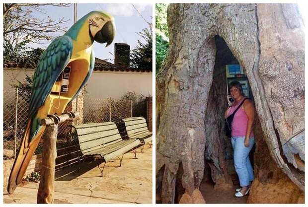 Будка-попугай и будка-дерево. Оба снимка сделаны в Бразилии бывает и такое, городские пейзажи, необычные вещи, общественные места, проекты, телефонная будка, телефонные будки, урбанистика