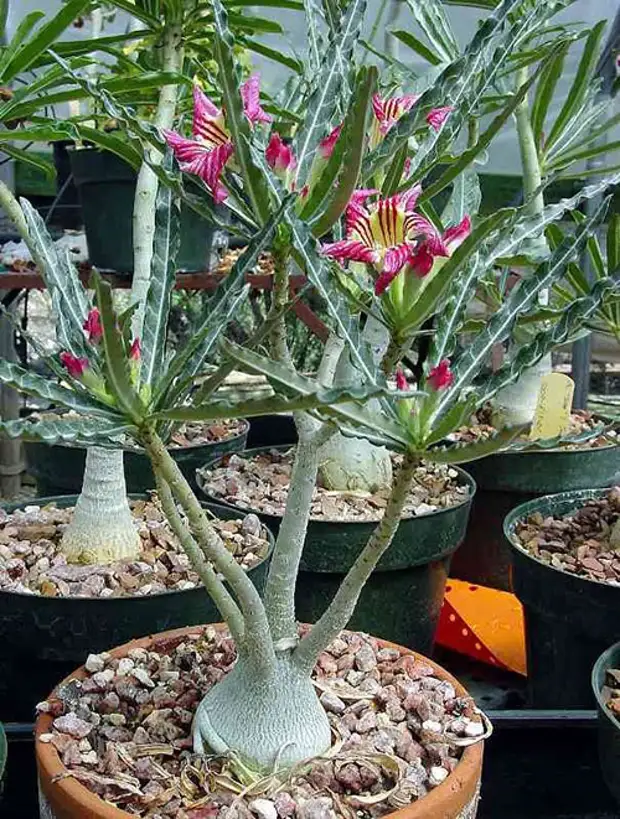 Названия адениумов. Адениум Somalense. Адениум crispum. Адениум var. Somalense. Adenium Somalense var. Somalense.