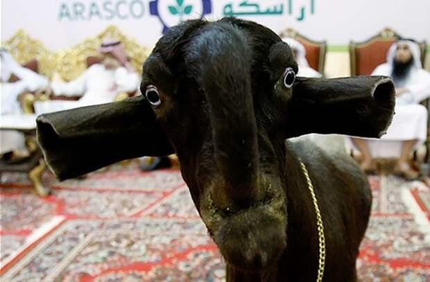 6. Порода, животные, козел, козы, необычные животные, саудовская аравия, селекция, уродливые животные