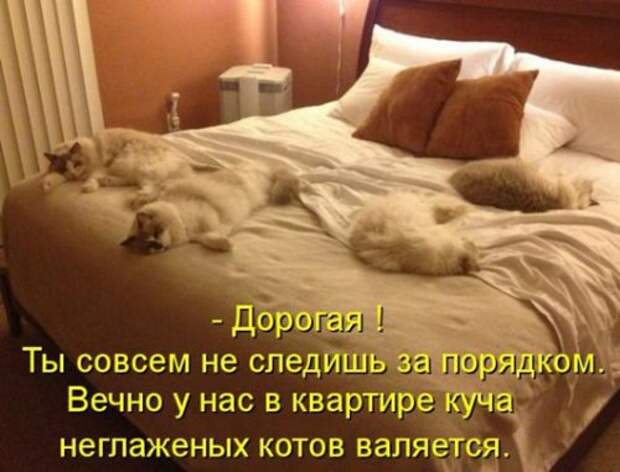 Весёлая котоматрица смех, фото