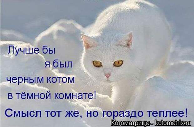Лучшие котоматрицы недели  