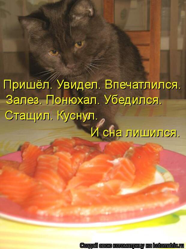 Котоматрица: Пришёл. Увидел. Впечатлился. Залез. Понюхал. Убедился. Стащил. Куснул.  И сна лишился.