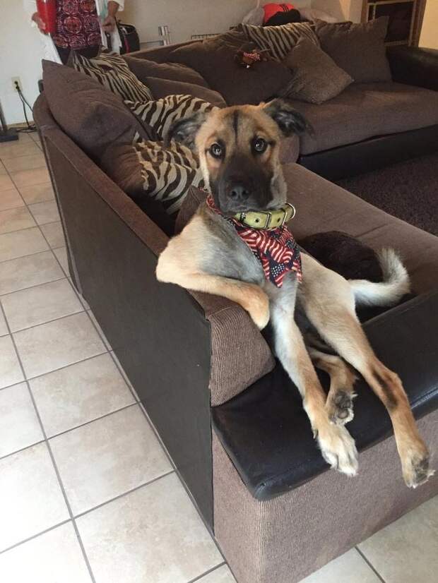 собаки похожие на людей, собаки которые ведут себя как люди 