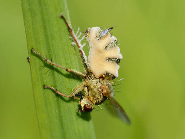 Entomophthora muscae, колонизировавшая муху Scathophaga stercoraria