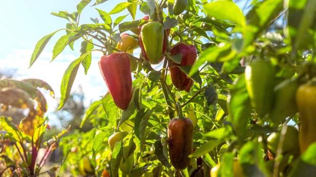 Чем подкормить перцы в июле для богатого урожая: виды удобрений, сроки и правила внесения