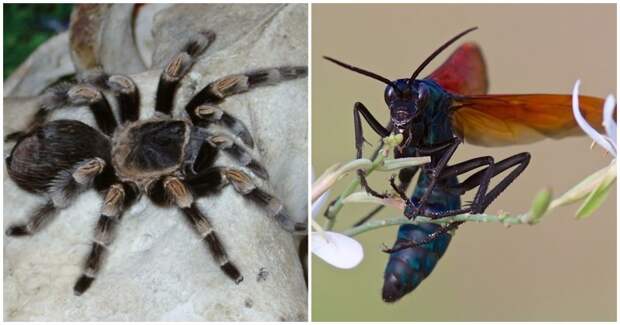 Жестокая схватка самой большой в мире осы и тарантула в мире, видео, животные, насекомые, оса, паук, схватка, сша, тарантул