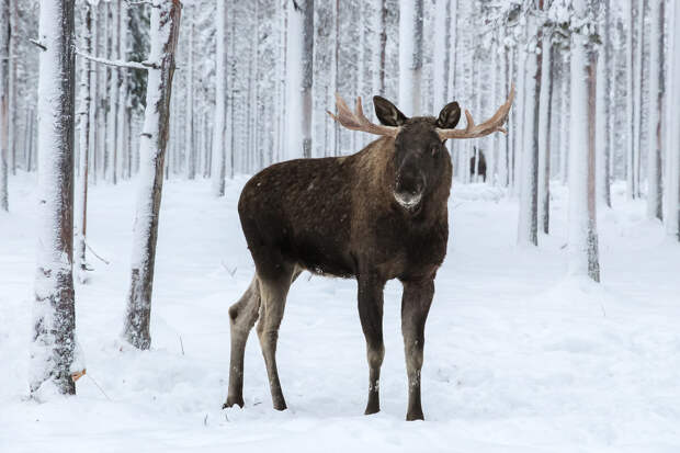 В Пензенской области лось заблокировал проезд по дороге и попал на видео