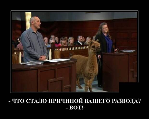 Демотиватор про развод