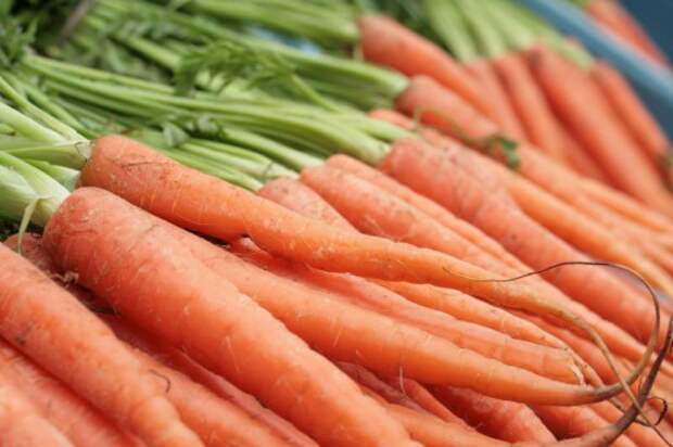 Посев моркови под зиму...