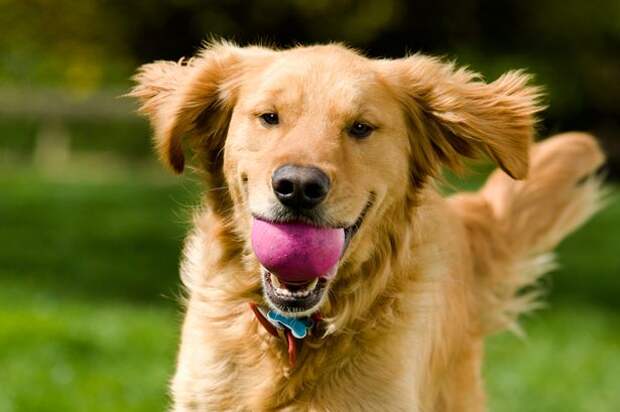 Владелец наблюдает, как его собака обманывает другого пса, чтобы забрать свой шарик