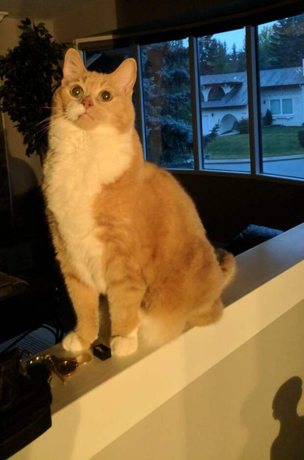 като